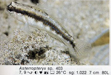 Asterropteryx sp
